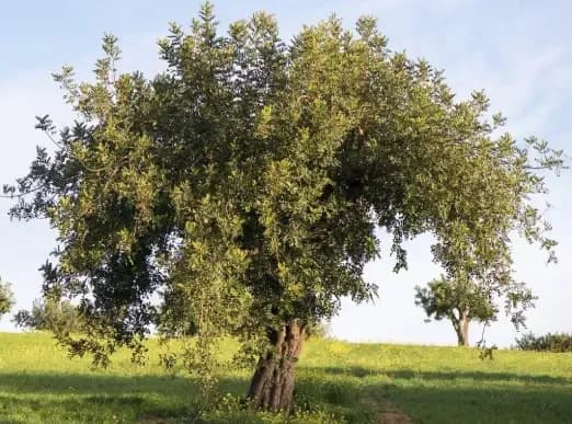 Carob tree