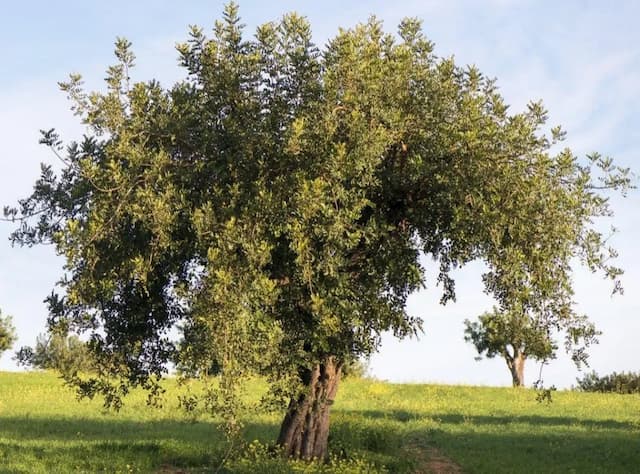 carob tree 