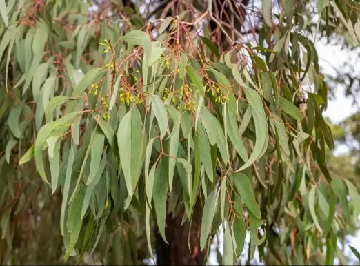 Eucalyptus tree Eucalyptus tree