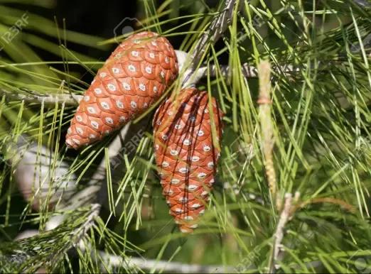 Aleppo pine tree Aleppo pine tree